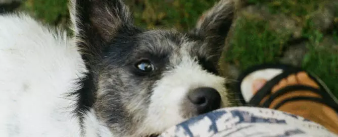 Dog Bite