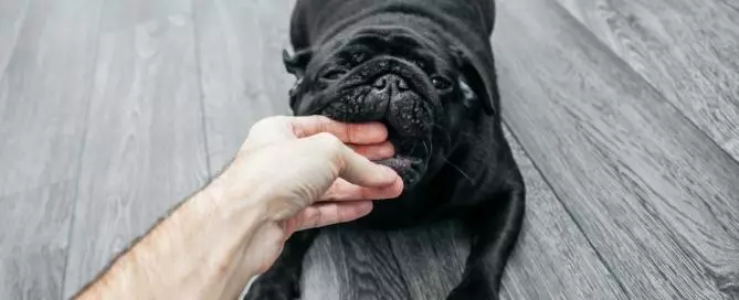 Dog Bite Minnesota